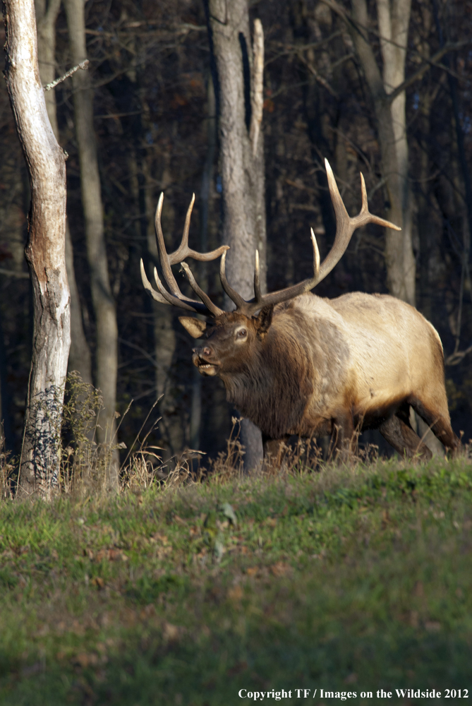 Rock Mountain Elk bugling. 