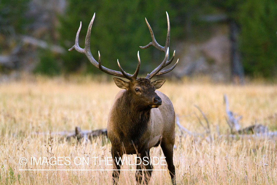 Rocky Mountain Elk in habitat.