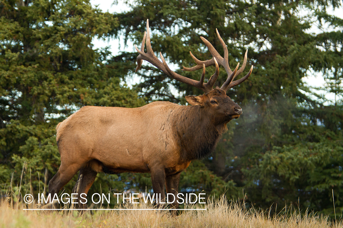 Rocky Mountain Bull Elk in habitat.