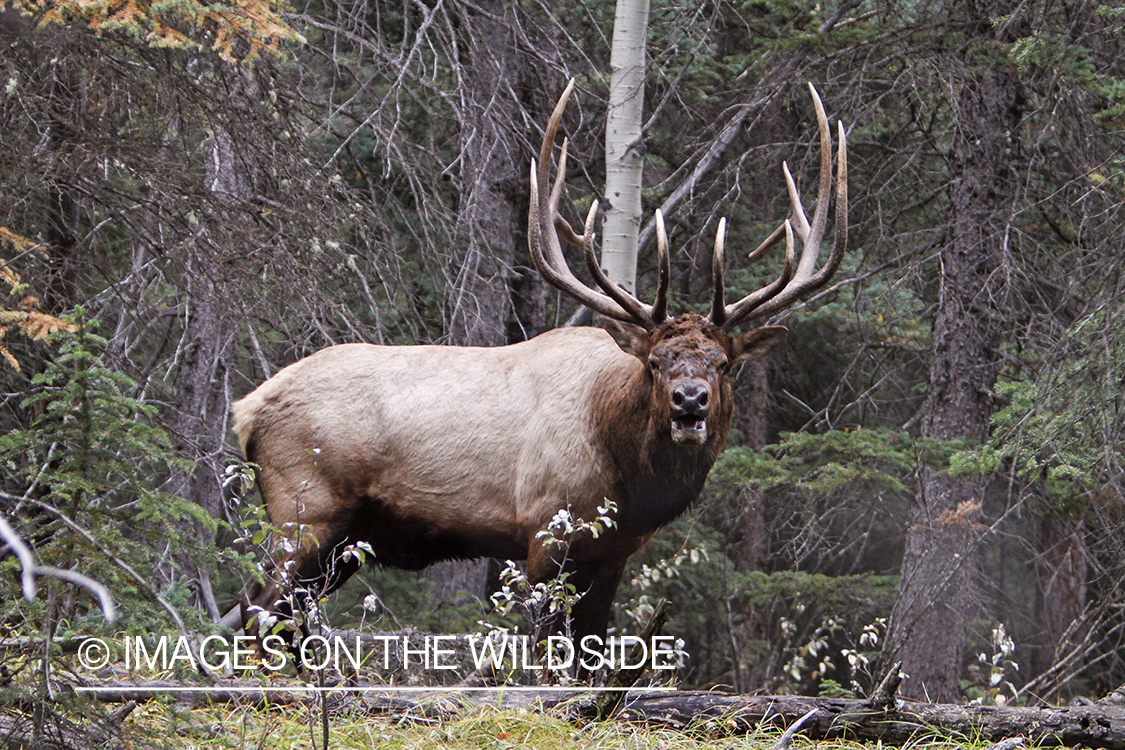 Rocky Mountain Bull Elk bugling in habitat.