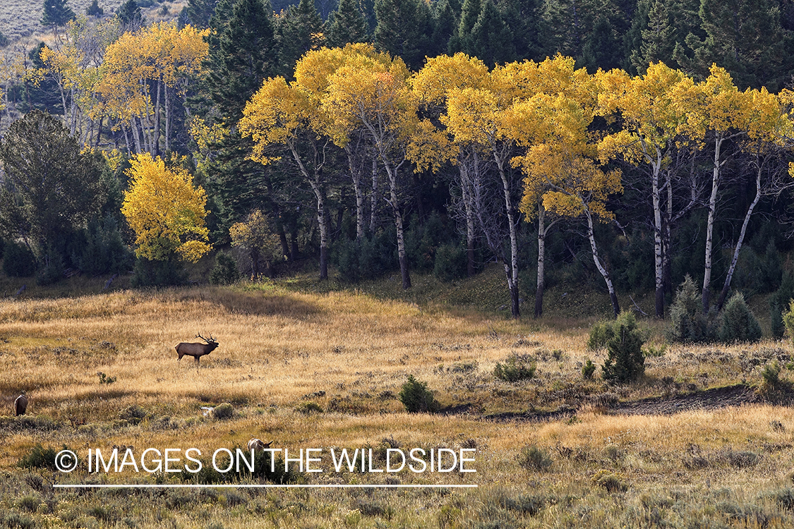 Rocky Mountain Bull Elk bugling in habitat.