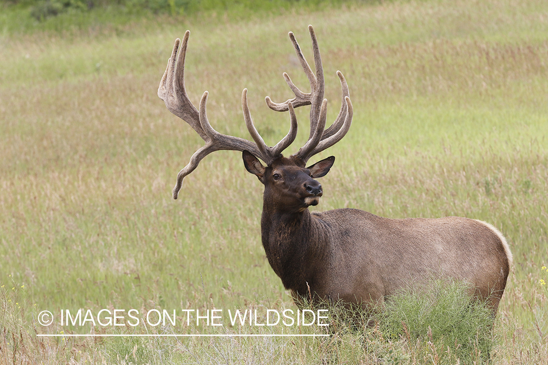 Bull elk in velvet.