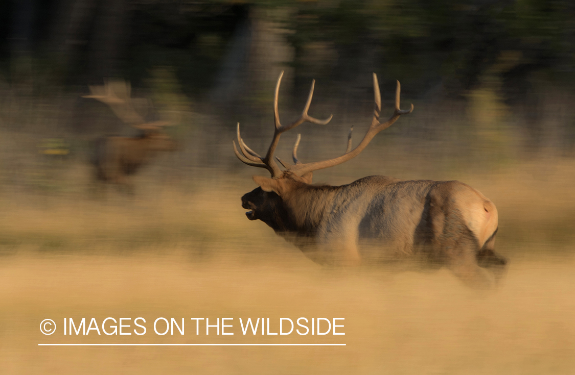 Bull elk in field.