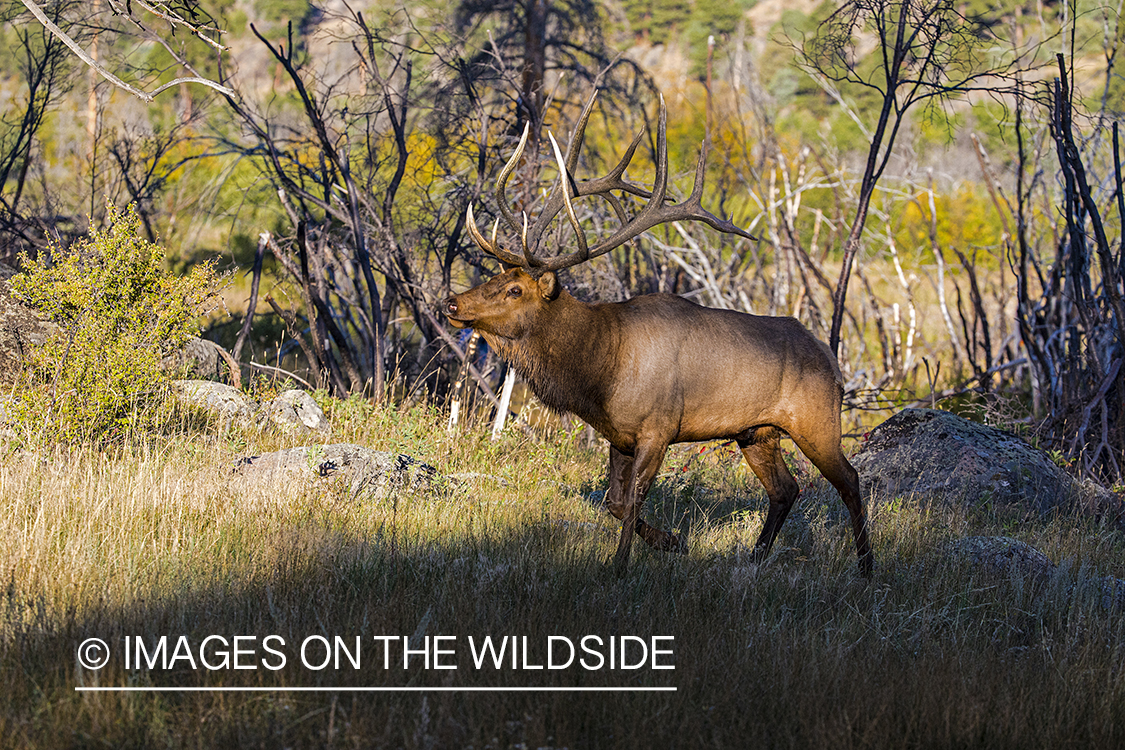 Bull elk in habitat.