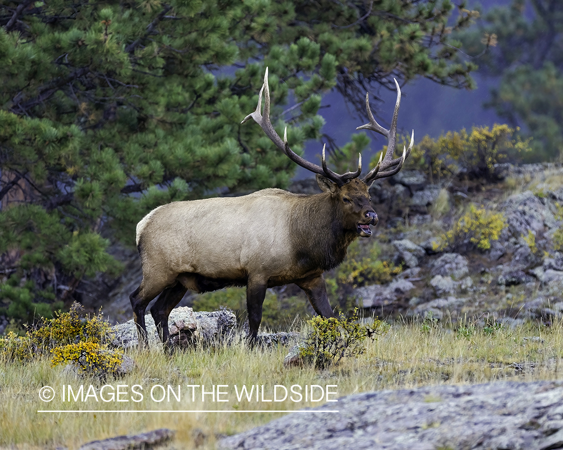 Bull elk in habitat.