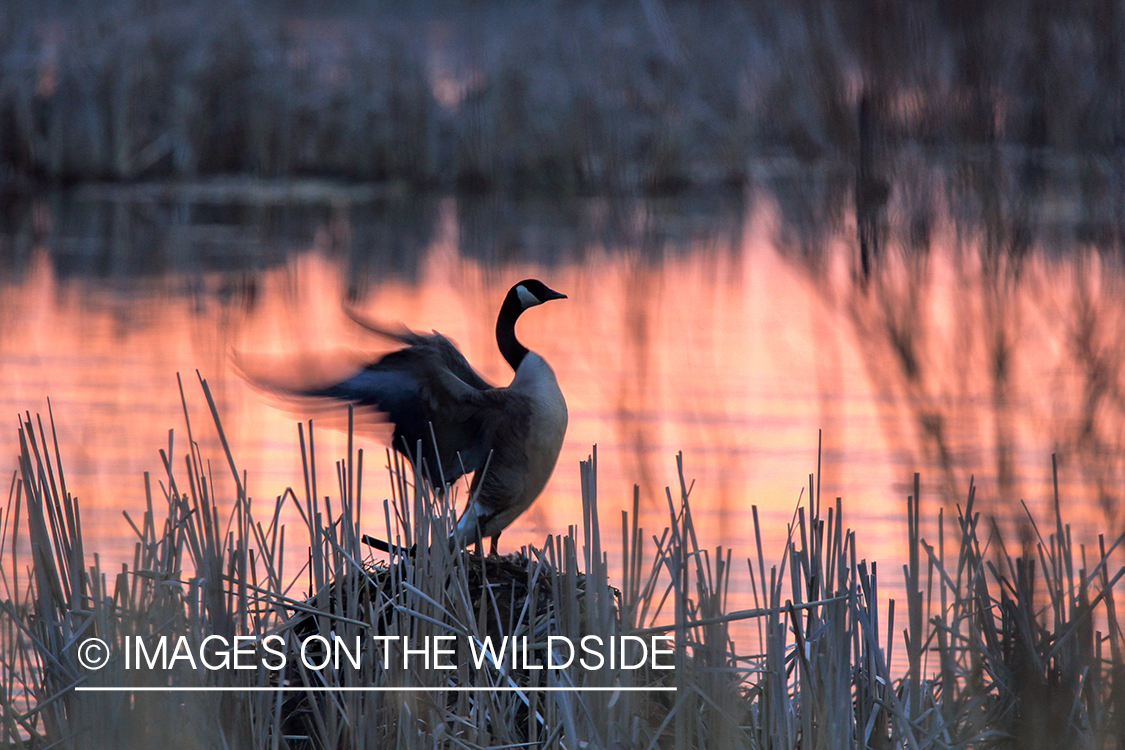 Canada goose by water at sunset.