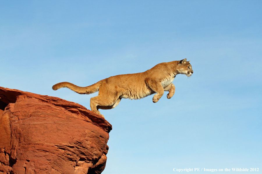 Mountain Lion jumping gap.