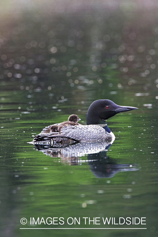 Loon carrying her chicks.