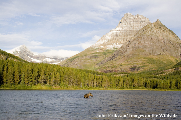 Shiras bull moose standing in lake with mountain backdrop.