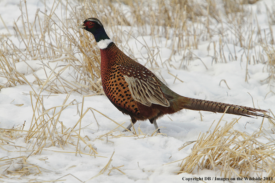 Ring-necked pheasant in field.