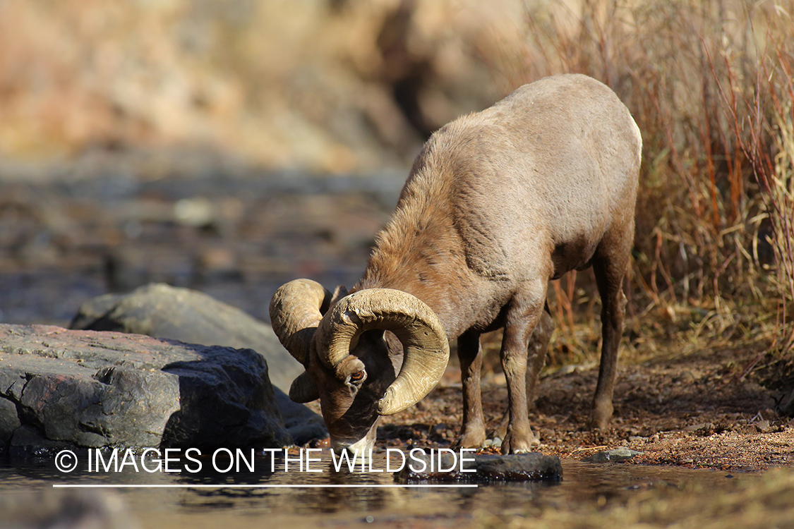 Rocky mountain bighorn sheep ram in habitat.