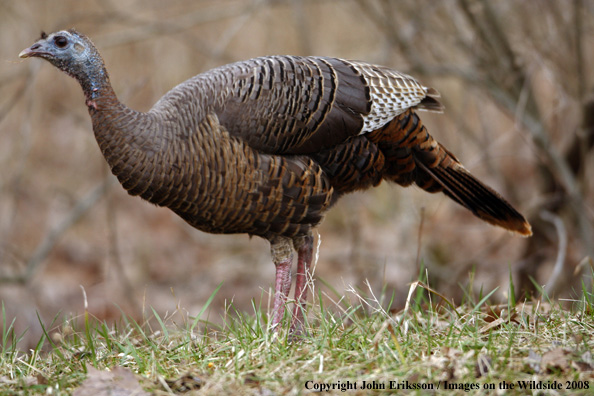 Eastern Wild Turkey Hen