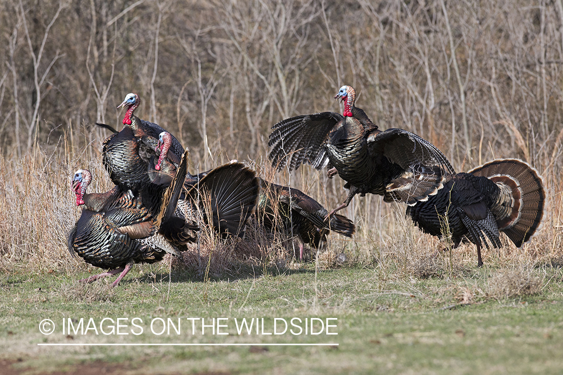 Eastern Wild Turkey toms fighting in habitat.