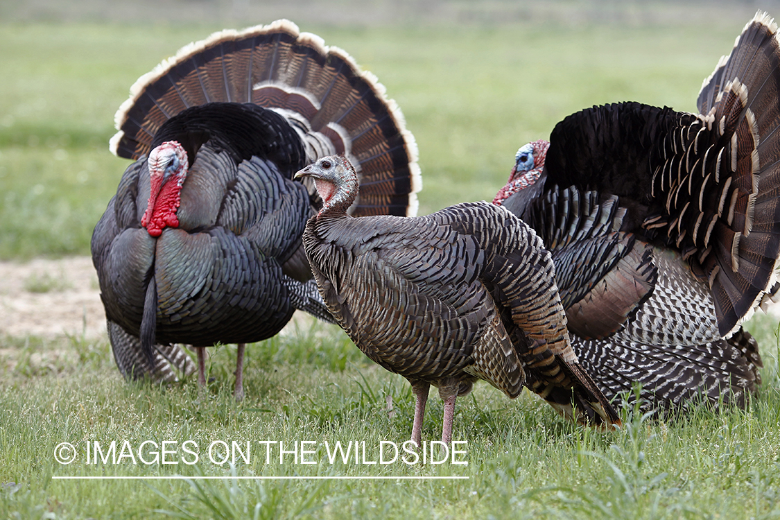 Rio grande turkey gobblers attending hen during spring.