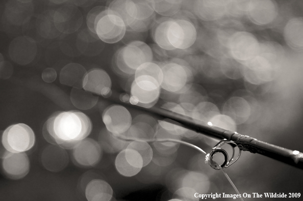 Fly rod with ice.