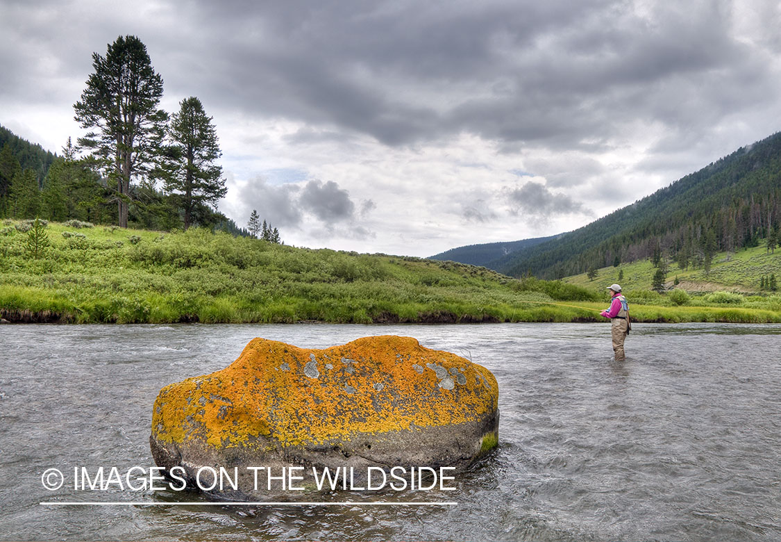 Flyfishing on Gallatin River, Yellowstone National Park. 