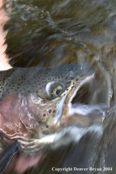 Close-up of Rainbow trout being released.