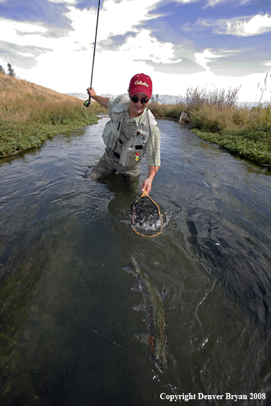 Flyfisherman landing Rainbow Trout