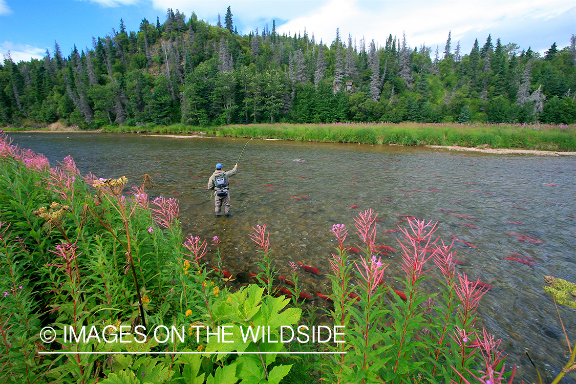 Fly Fisherman fighting with salmon.