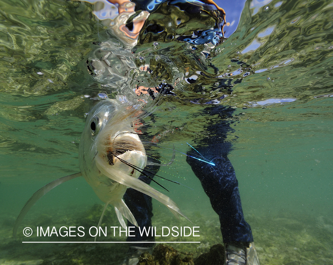 Flyfisherman with giant trevally.