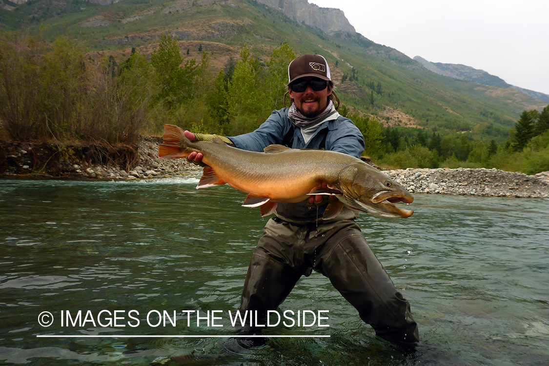 Flyfisherman releasing bull trout.