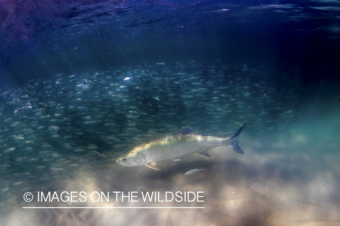 Tarpon with bait fish.