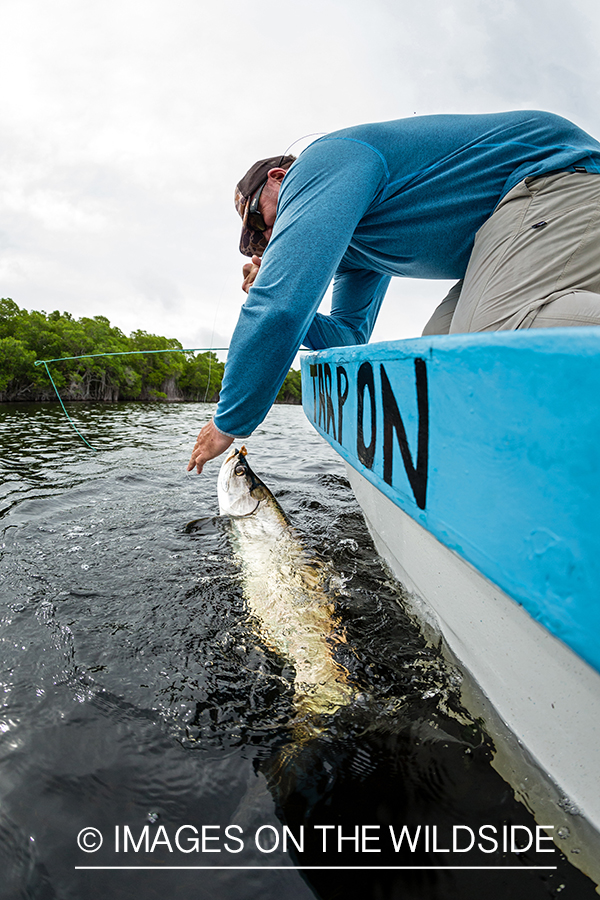 Flyfisherman landing tarpon.