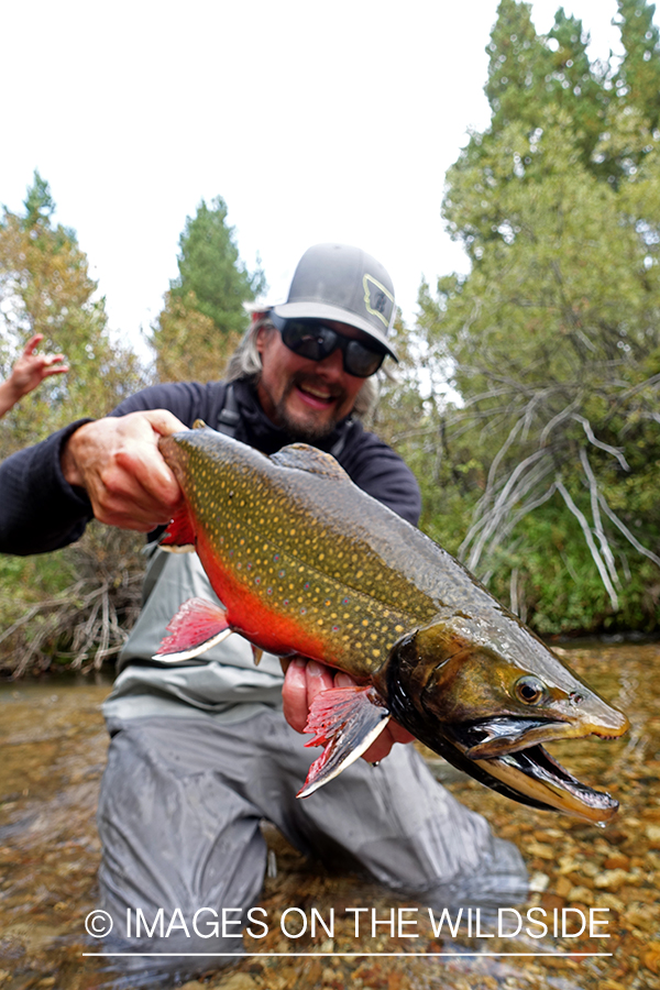 Flyfisherman releasing brook trout.