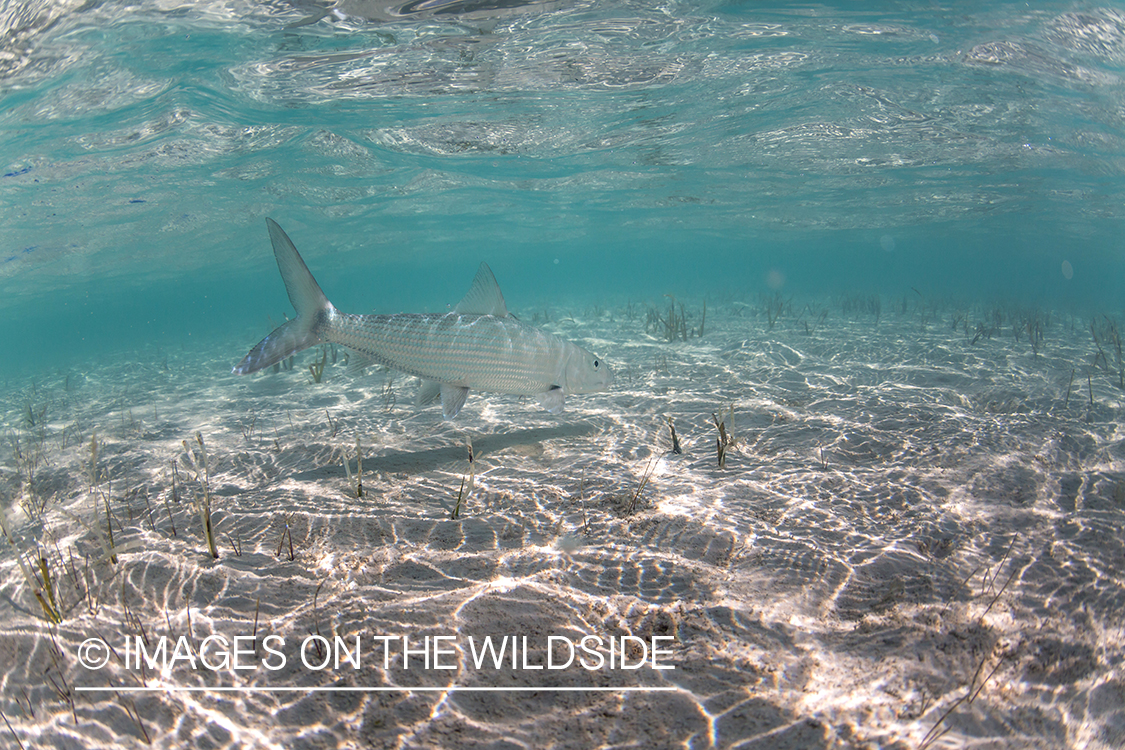 Flyfisherman releasing Bonefish.