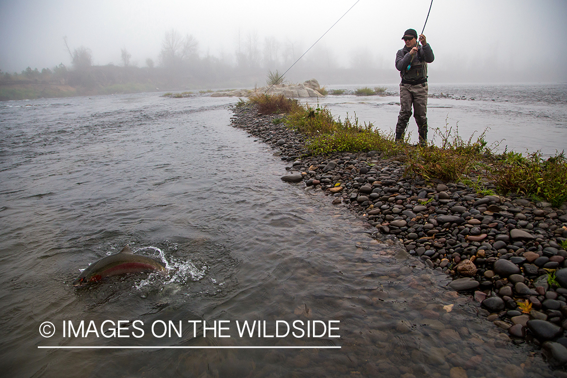 Steelhead fishing