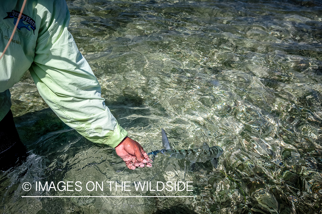 Flyfisherman releasing bonefish.