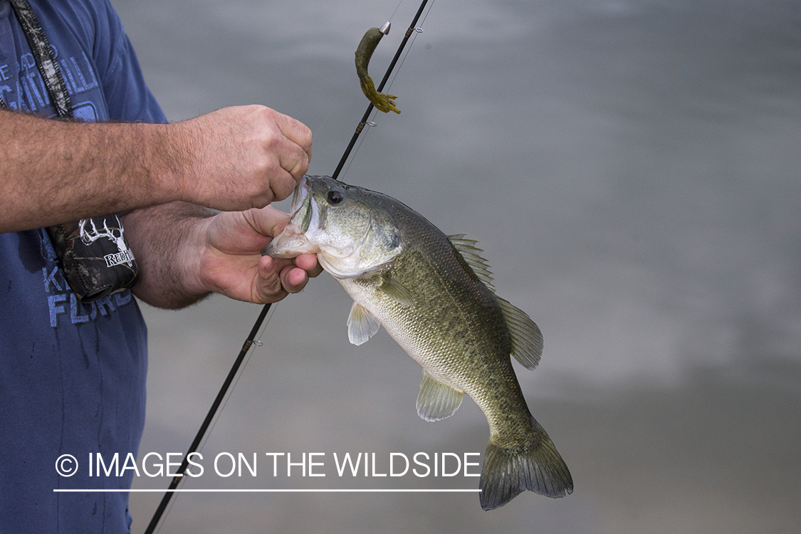 Fisherman with Largemouth Bass.