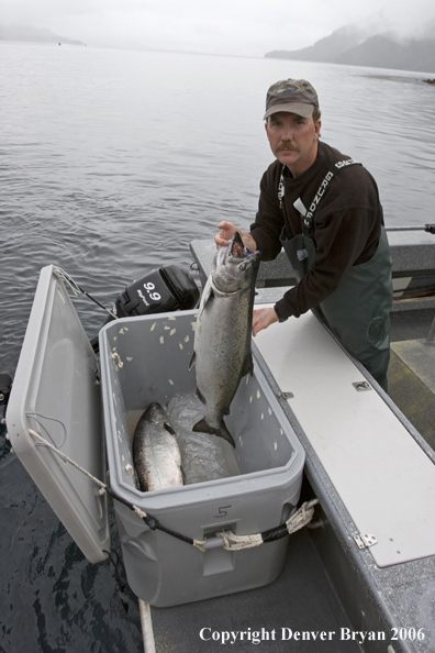 Fisherman with salmon in the boat's cooler. 