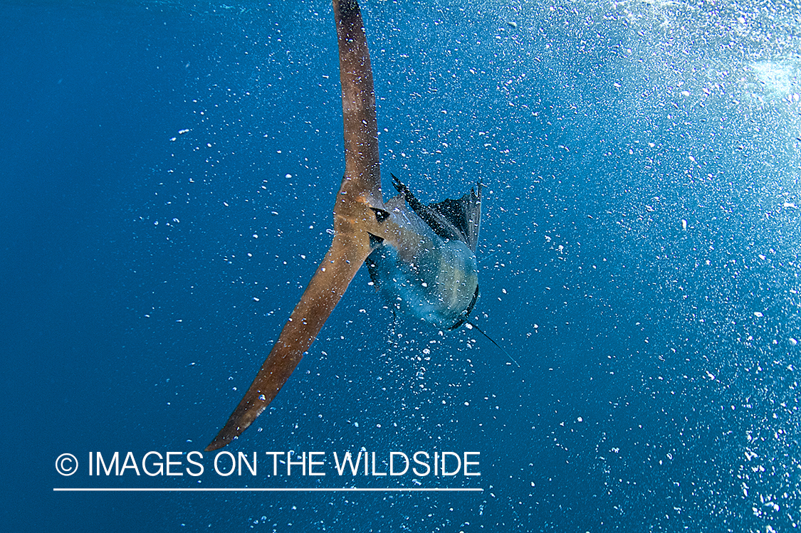 Atlantic sailfish in open ocean.