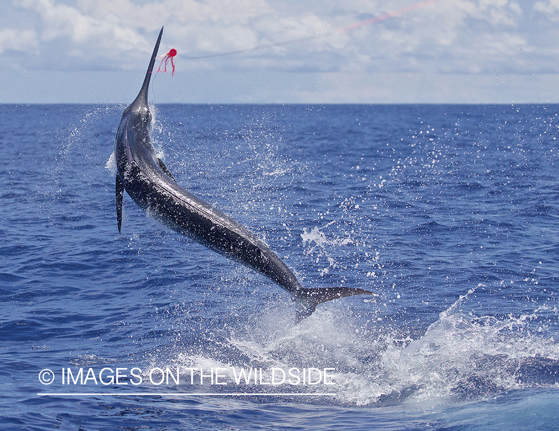 Marlin (blue) jumping.