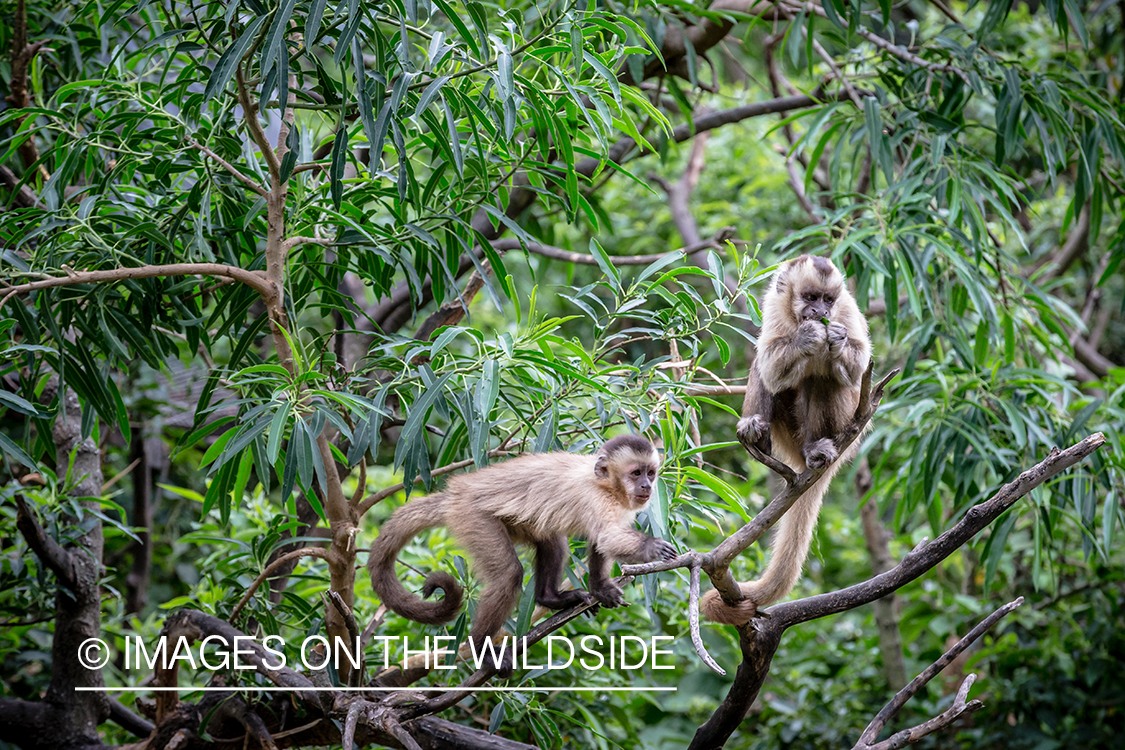 Flyfishing for Golden Dorado in Bolivia. (Monkeys)