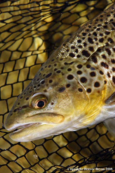 Brown Trout in habitat