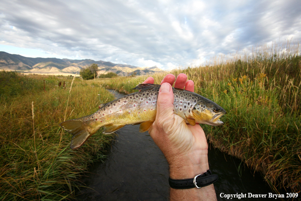 Flyfisherman with brown trout