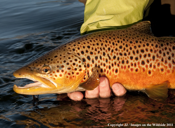 Brown trout. 