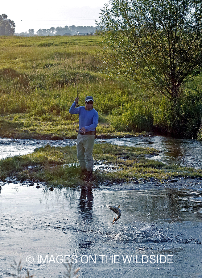 Fisherman fighting jumping brown trout.