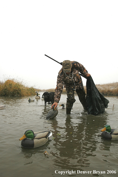 Duck hunter setting decoys in winter