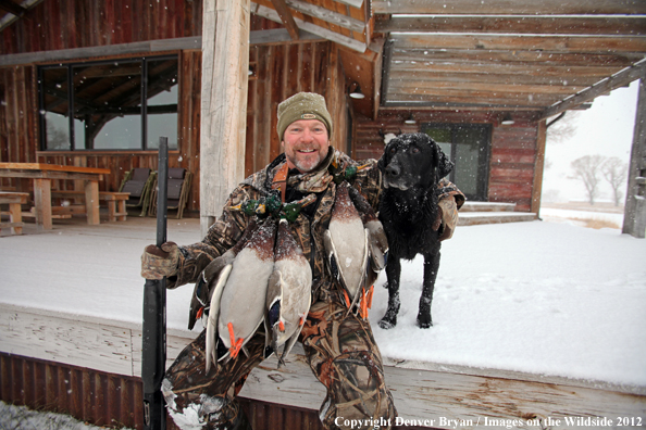 Duck hunter with mallards and black labrador retriever. 