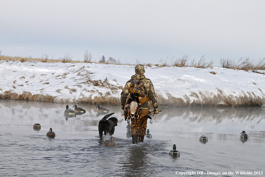 Waterfowl hunter and dog with decoys.