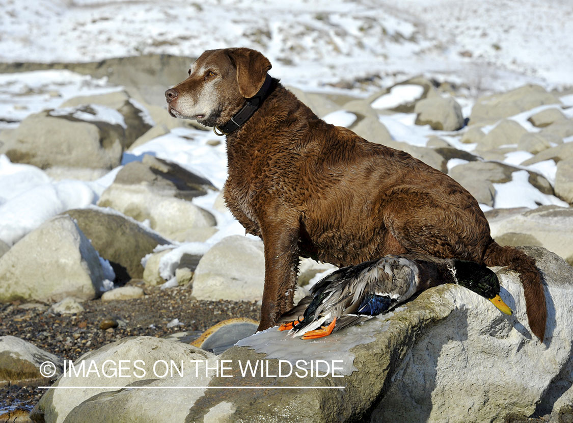 Chocolate labrador retriever with downed mallard.