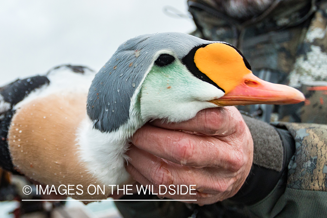 King Eider and Long-tailed duck hunting in Alaska, downed King Eider duck.