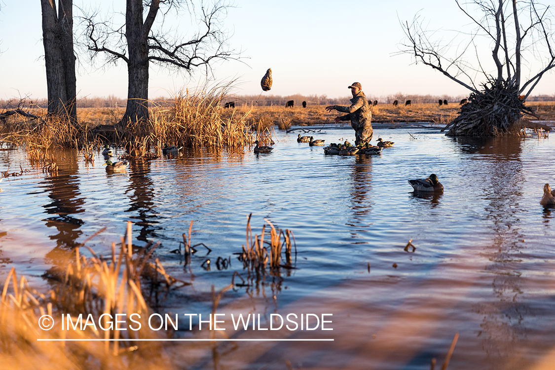 Waterfowl hunting