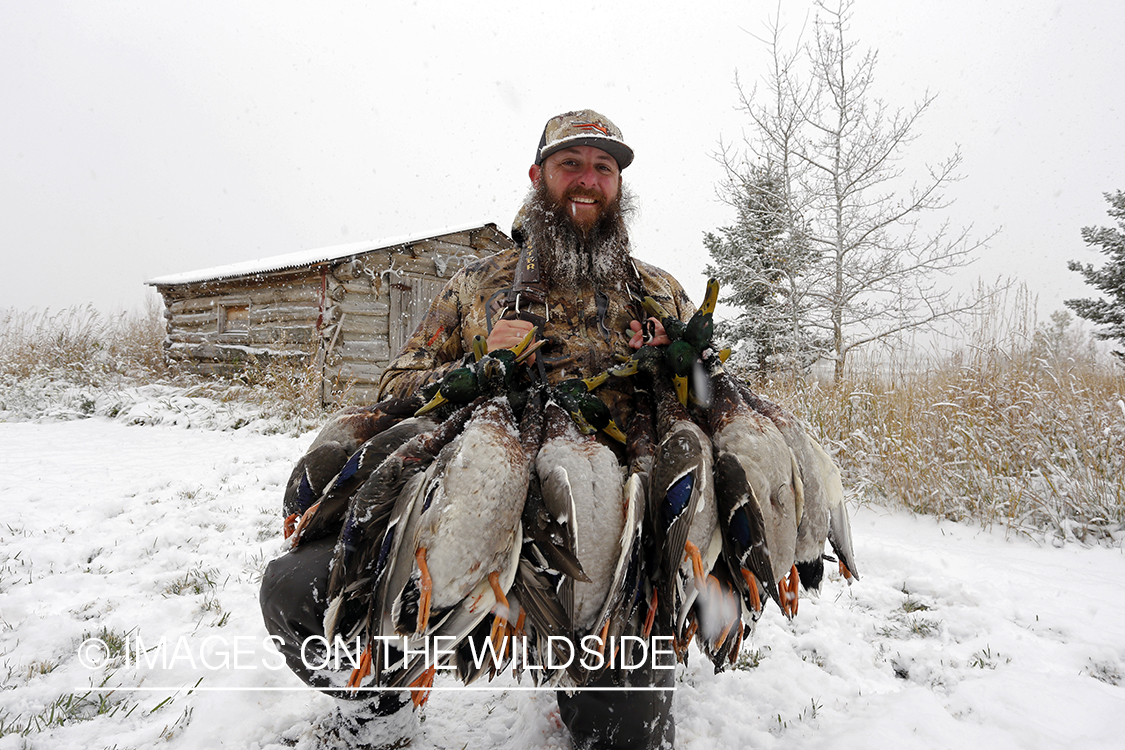 Duck hunter with bagged mallards in winter snow conditions.