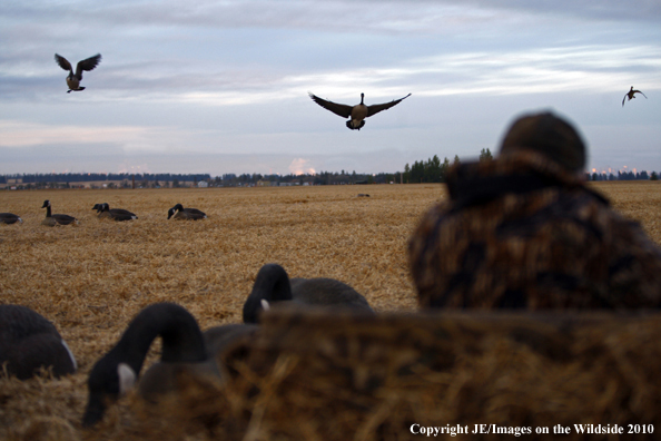 Hunter shooting canada geese