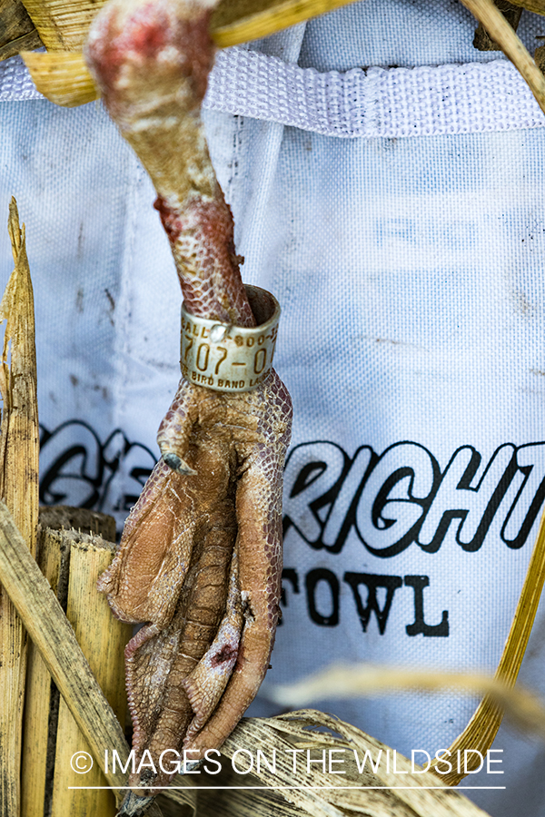 Band on leg of bagged goose. 