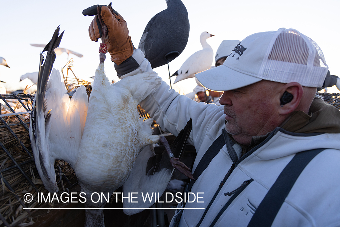 Hunter with bagged snow goose.